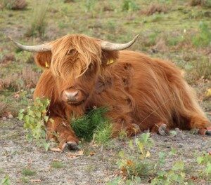 Schotse Hooglander (5-10-2017)