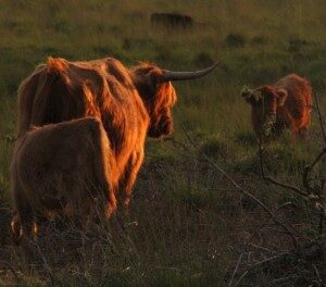Schotse hooglander (31-7-2018)