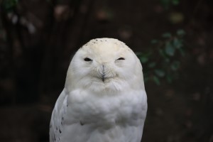 Sneeuwuil (30-5-2024)