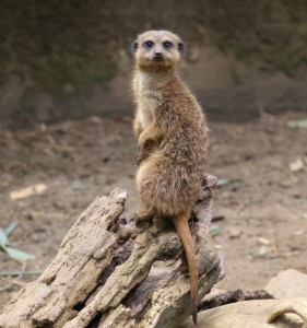 Stokstaartje (30-5-2024)