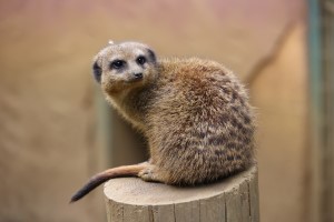 Stokstaartje (30-5-2024)