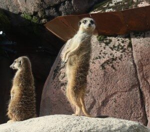 Stokstaartjes (11-10-2020)