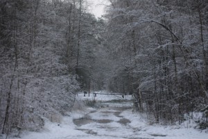 Strabrechtse Heide (9-1-2025)