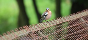 Vink (30-5-2024)