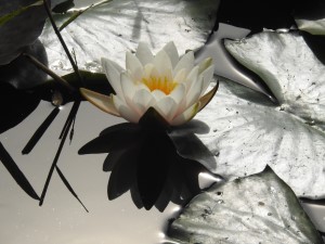 Waterlelie (21-9-2017)