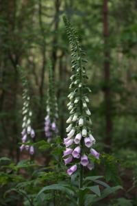 Weerterbos (19-5-2024)