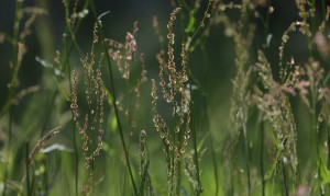 Weerterbos (19-5-2024)