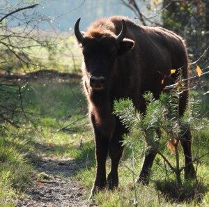 Wisent kalfje (14-10-2019)