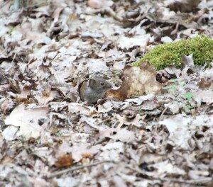 Woelmuis (14-5-2021)