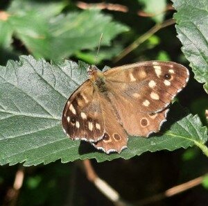 Zandoogje (20-7-2023)