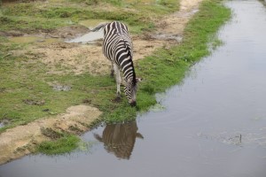 Zebra (30-5-2024)