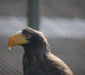 Zeearend (10-9-2023)