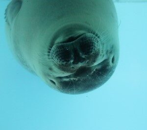 Zeehond (16-10-2021)