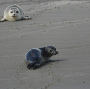 Zeehonden (27-8-2022)